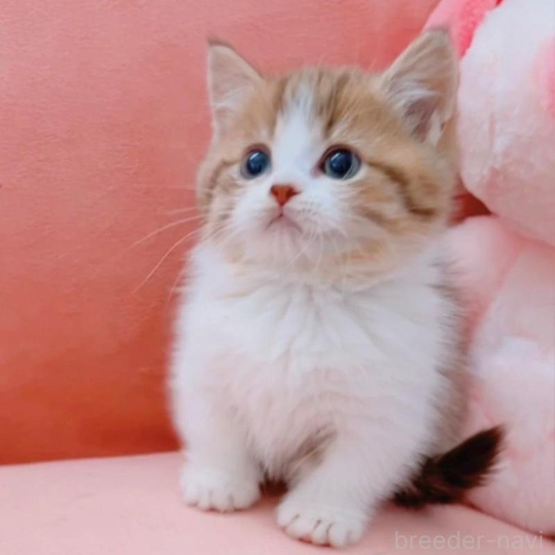 販売中の兵庫県のマンチカン(短足)-135210の5枚目