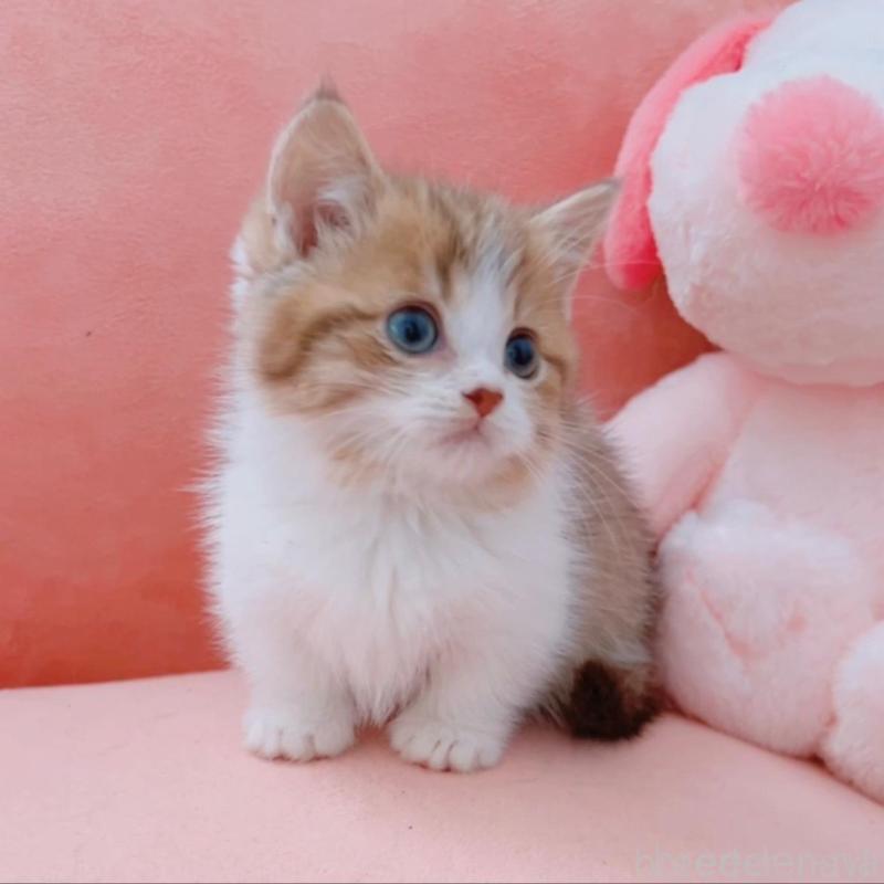 販売中の兵庫県のマンチカン(短足)-135210の4枚目