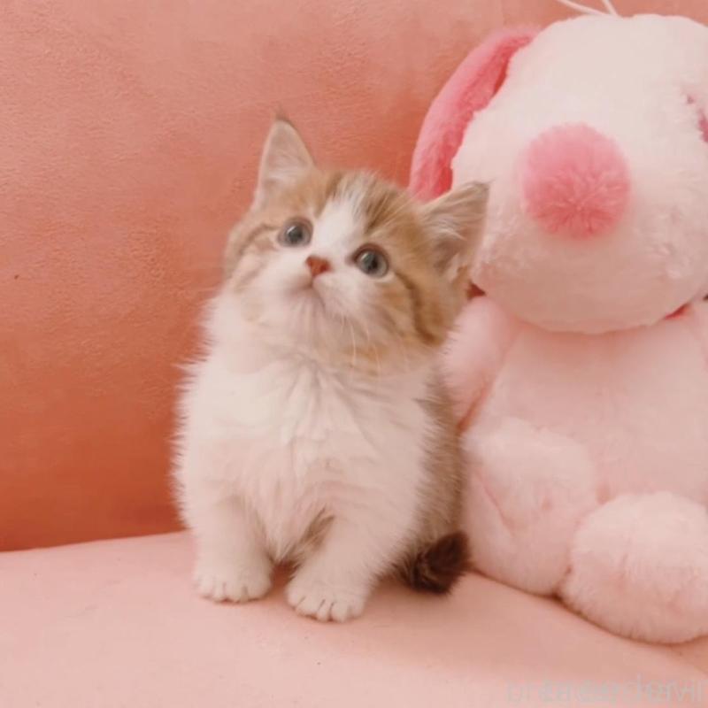 販売中の兵庫県のマンチカン(短足)-135210の3枚目