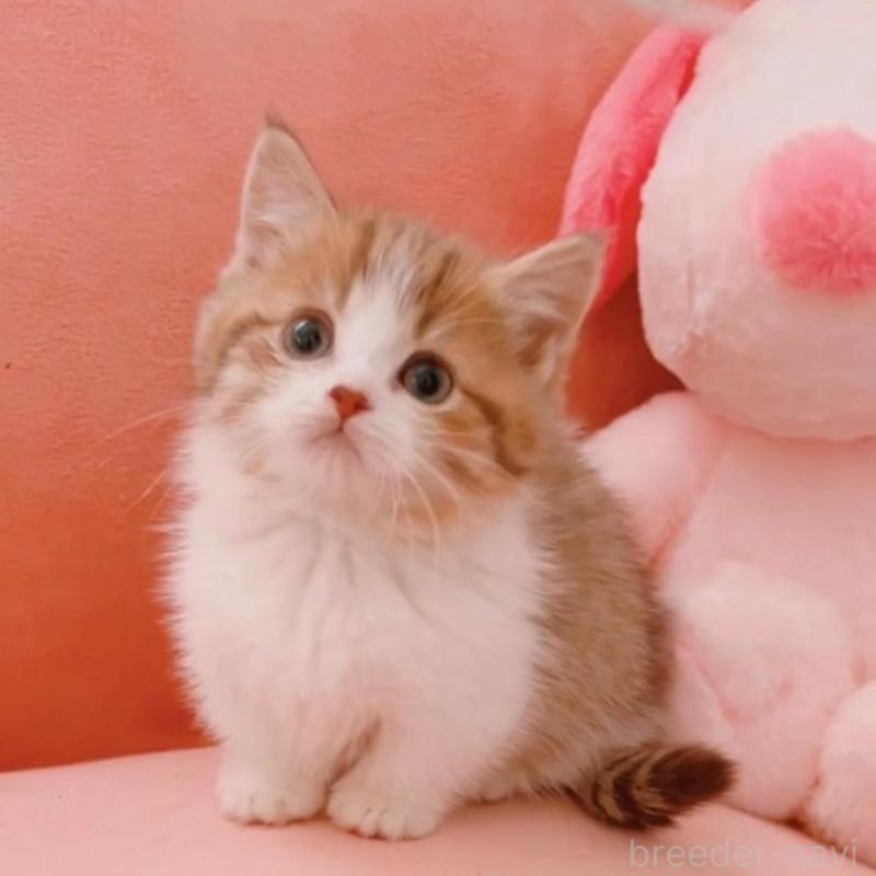 販売中の兵庫県のマンチカン(短足)-135210