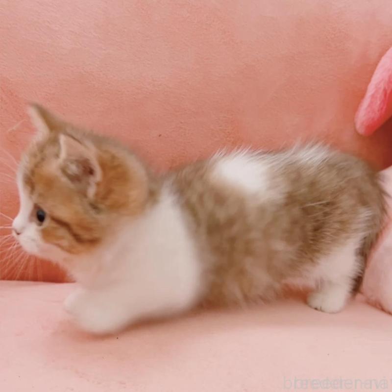 販売中の兵庫県のマンチカン(短足)-135210の2枚目