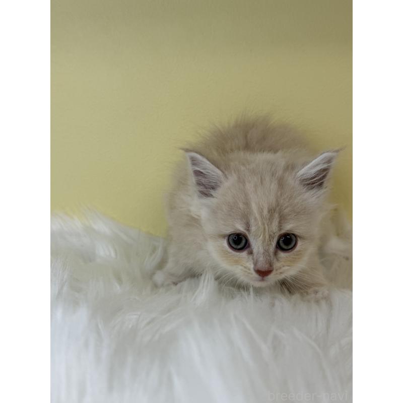 販売中の埼玉県のサイベリアン-135056の4枚目