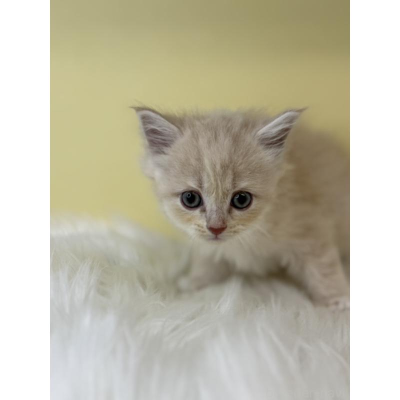 販売中の埼玉県のサイベリアン-135056の3枚目