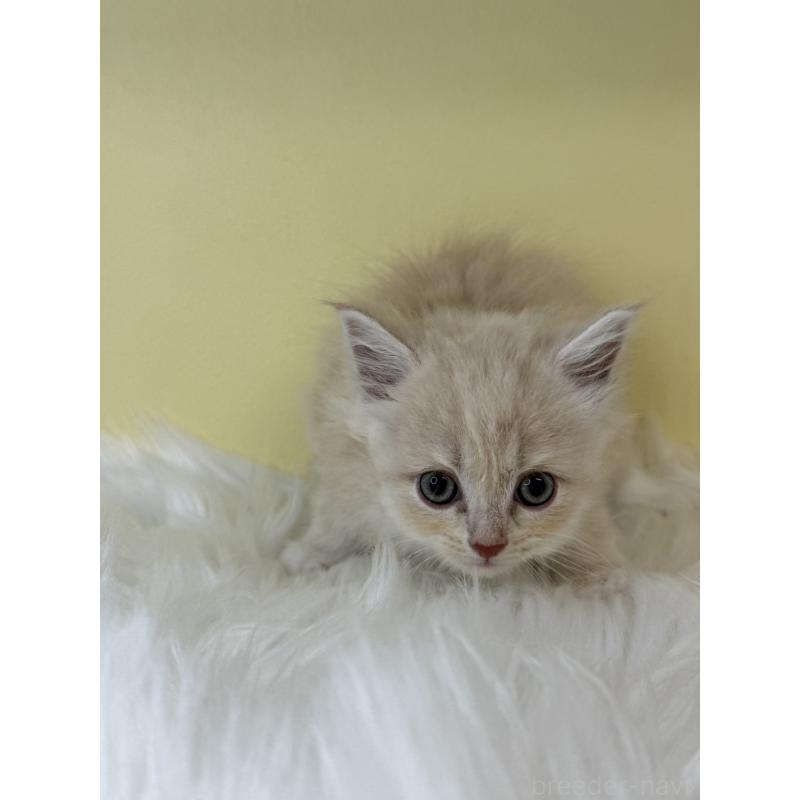 販売中の埼玉県のサイベリアン-135056の2枚目