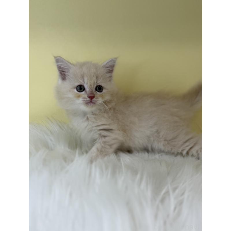 販売中の埼玉県のサイベリアン-135057の4枚目