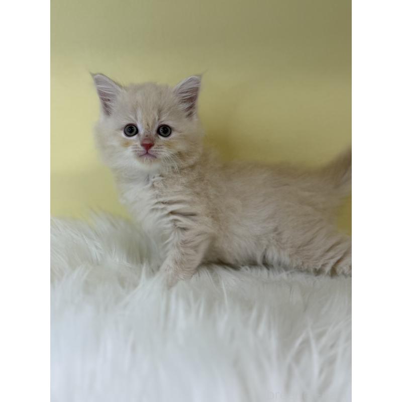 販売中の埼玉県のサイベリアン-135057の2枚目