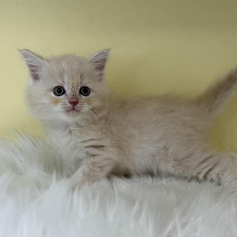 販売中の埼玉県のサイベリアン-135057の1枚目