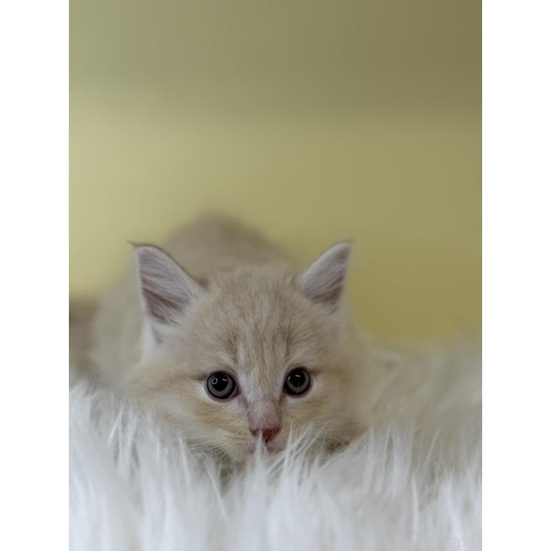 販売中の埼玉県のサイベリアン-135058の4枚目