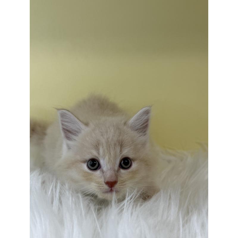 販売中の埼玉県のサイベリアン-135058の3枚目