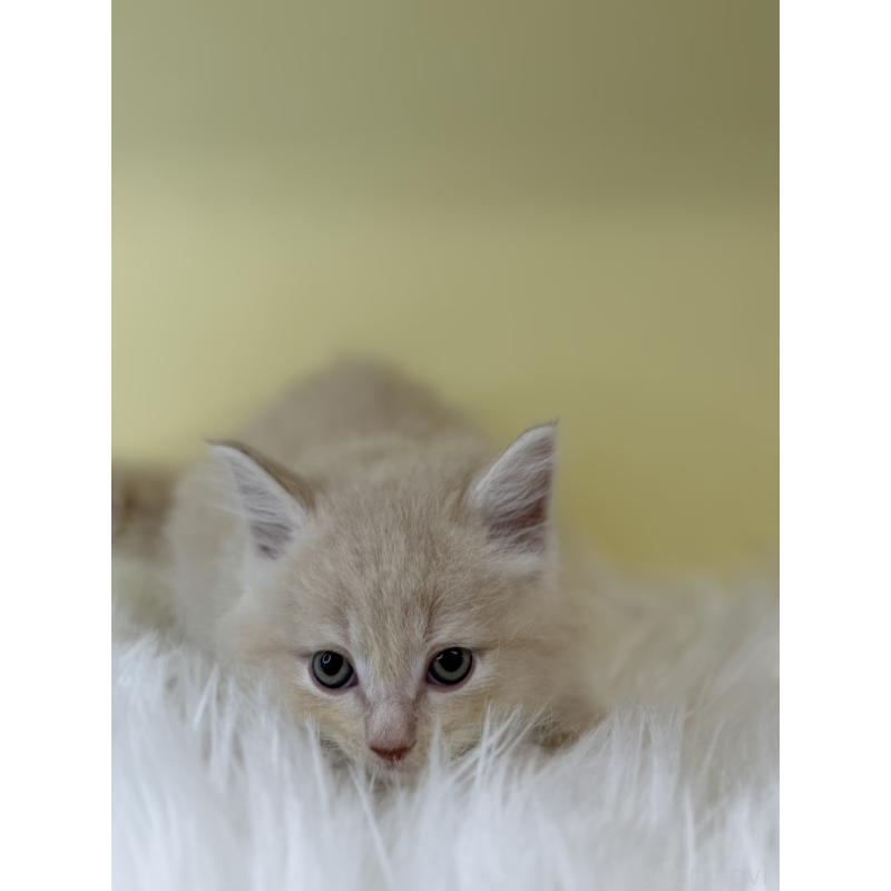 販売中の埼玉県のサイベリアン-135058の2枚目