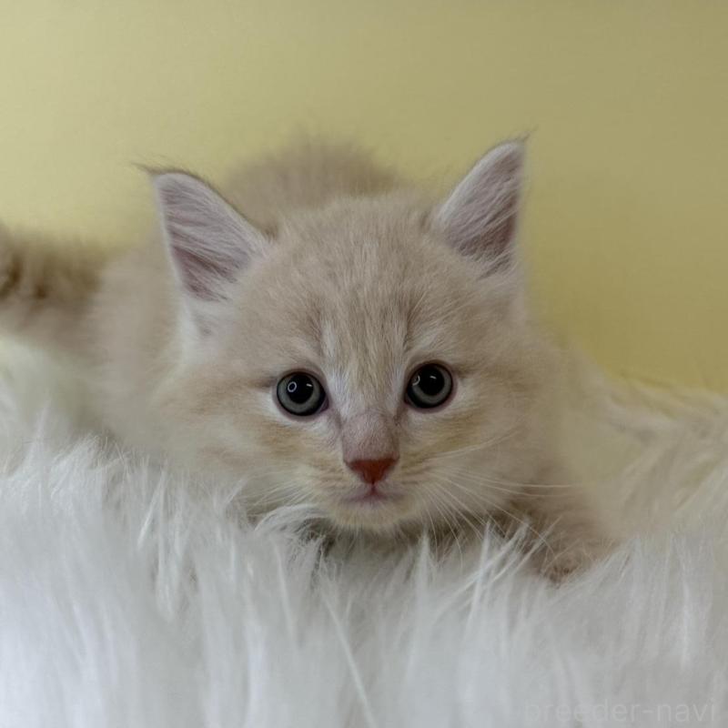 販売中の埼玉県のサイベリアン-135058の1枚目