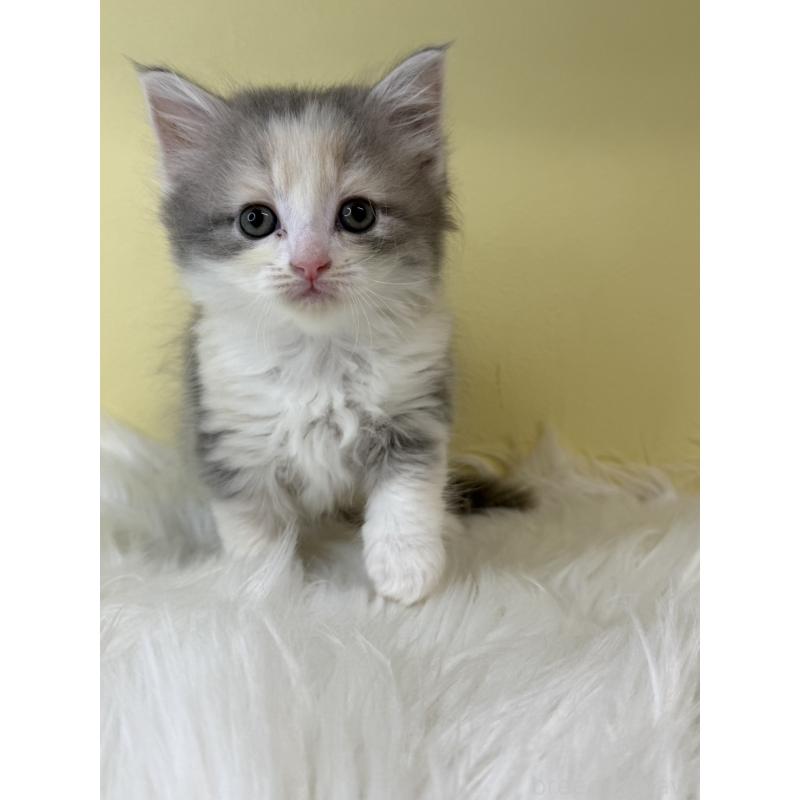 販売中の埼玉県のサイベリアン-135059の4枚目