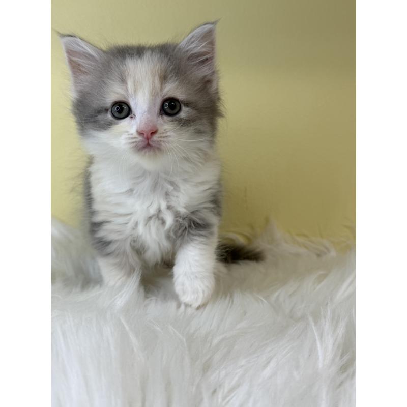 販売中の埼玉県のサイベリアン-135059の3枚目