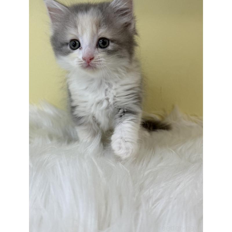 販売中の埼玉県のサイベリアン-135059の2枚目