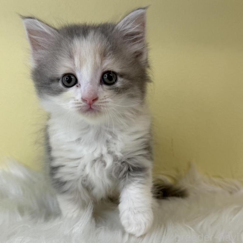 販売中の埼玉県のサイベリアン-135059の1枚目