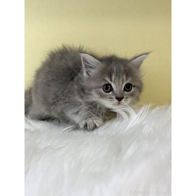 販売中の埼玉県のサイベリアン-135060の4枚目