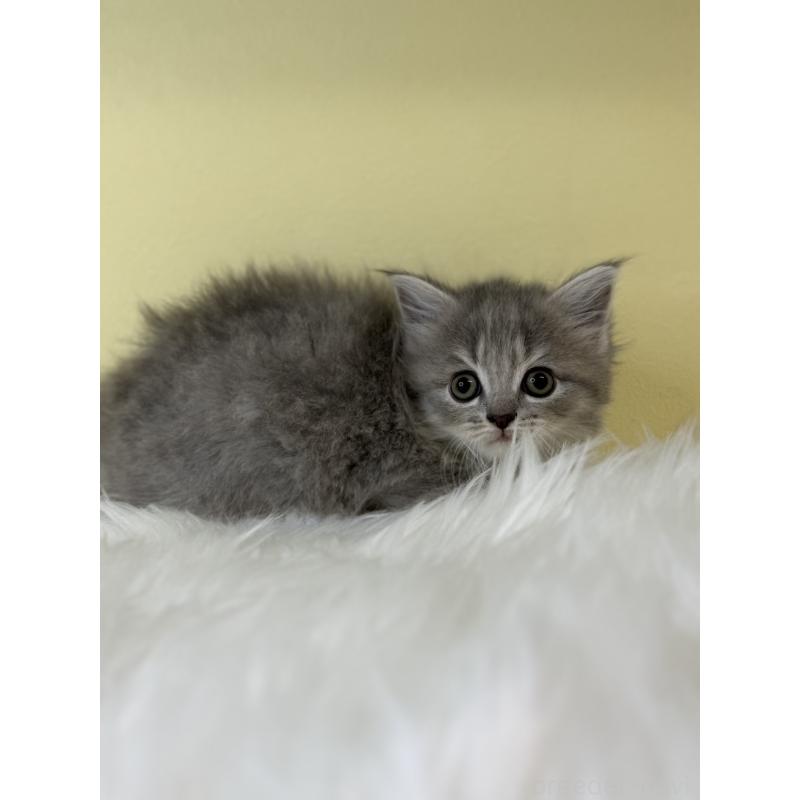 販売中の埼玉県のサイベリアン-135060の2枚目