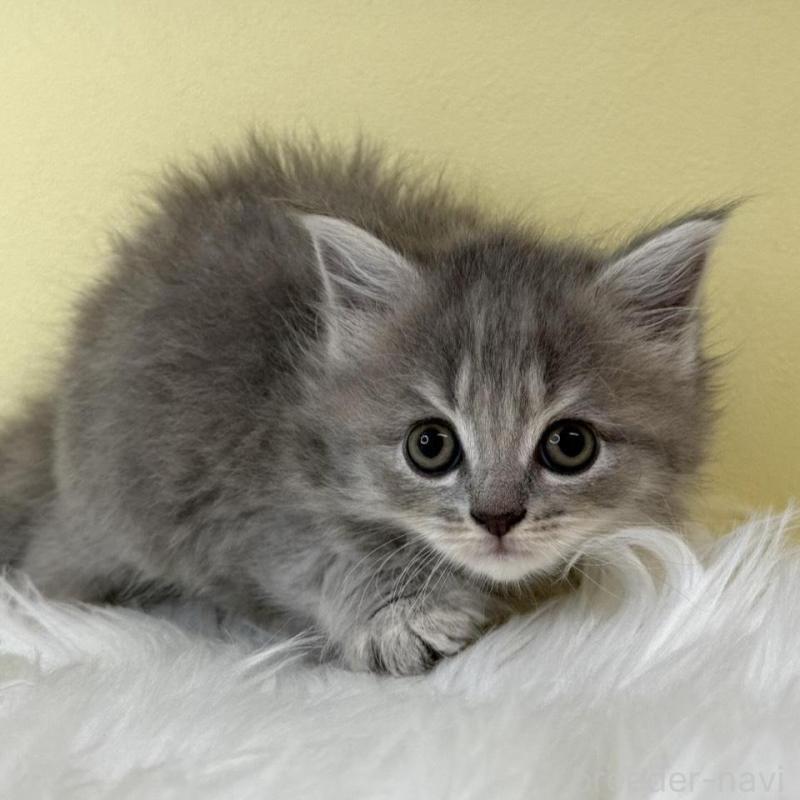 販売中の埼玉県のサイベリアン-135060の1枚目