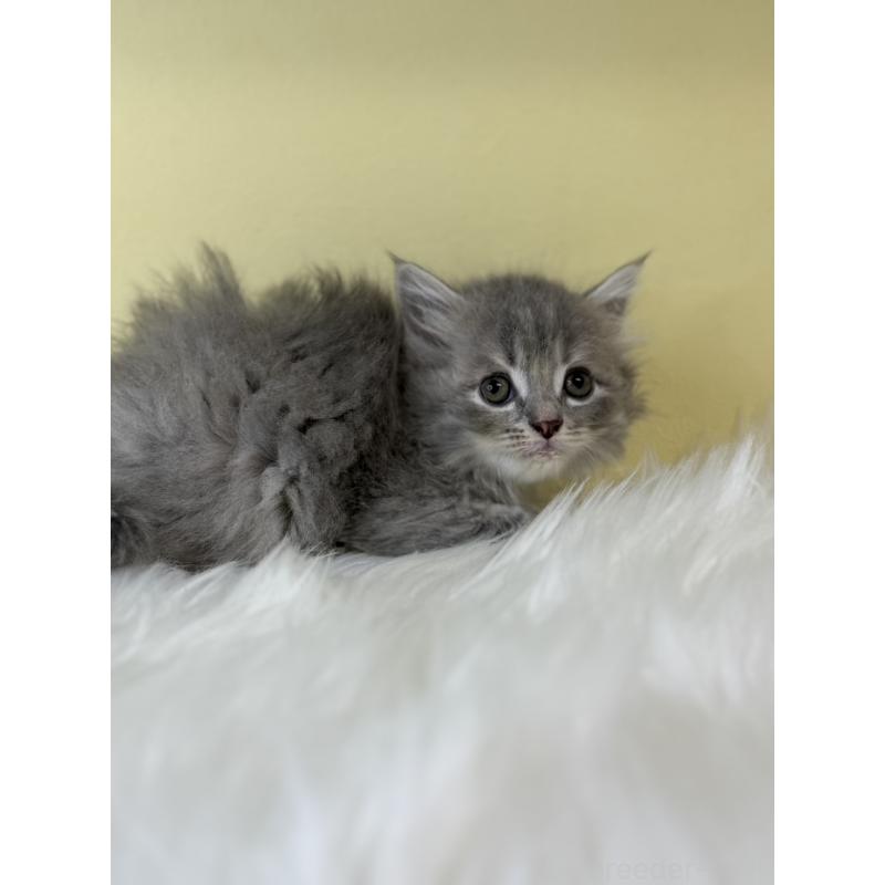 販売中の埼玉県のサイベリアン-135061の4枚目