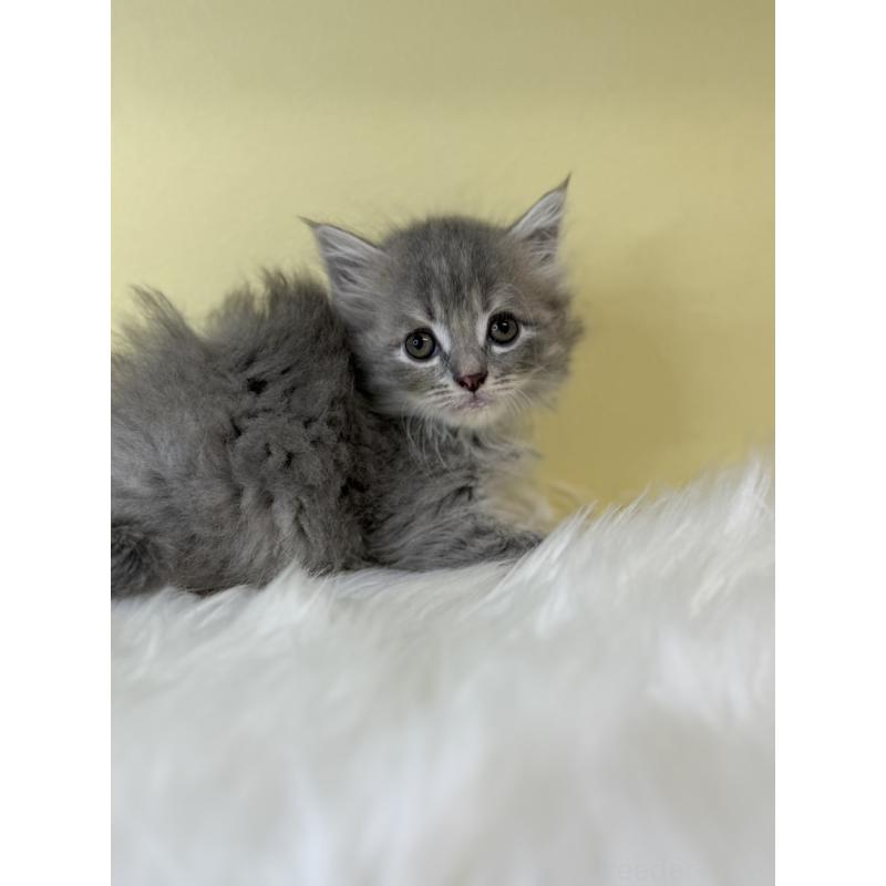 販売中の埼玉県のサイベリアン-135061の3枚目