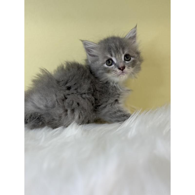 販売中の埼玉県のサイベリアン-135061の2枚目