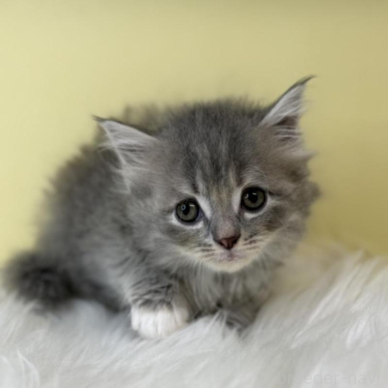 販売中の埼玉県のサイベリアン-135061の1枚目