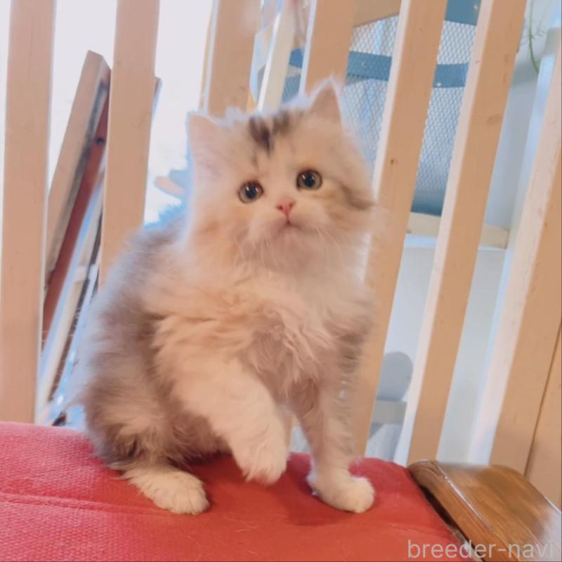 販売中の兵庫県のミヌエット-135211