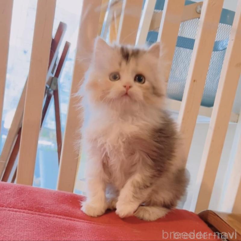 販売中の兵庫県のミヌエット-135211の6枚目