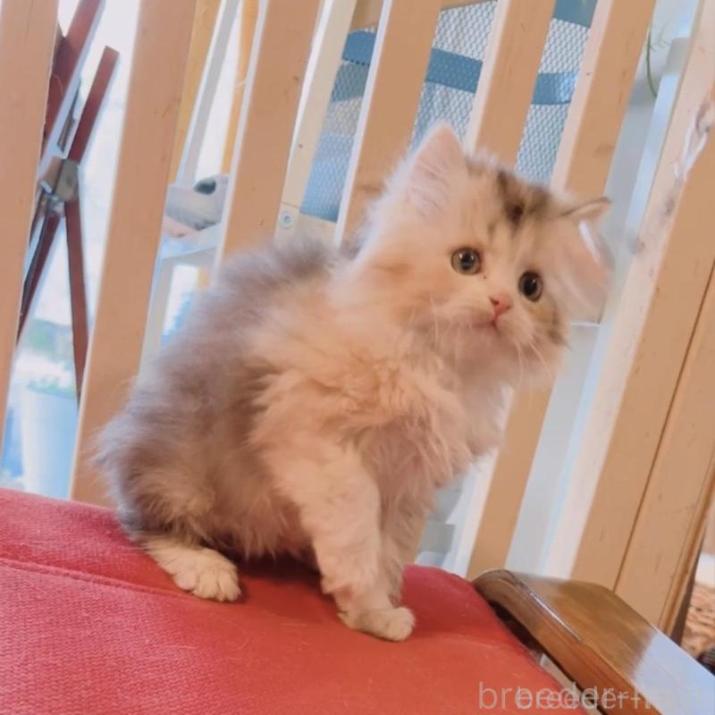 販売中の兵庫県のミヌエット-135211の5枚目