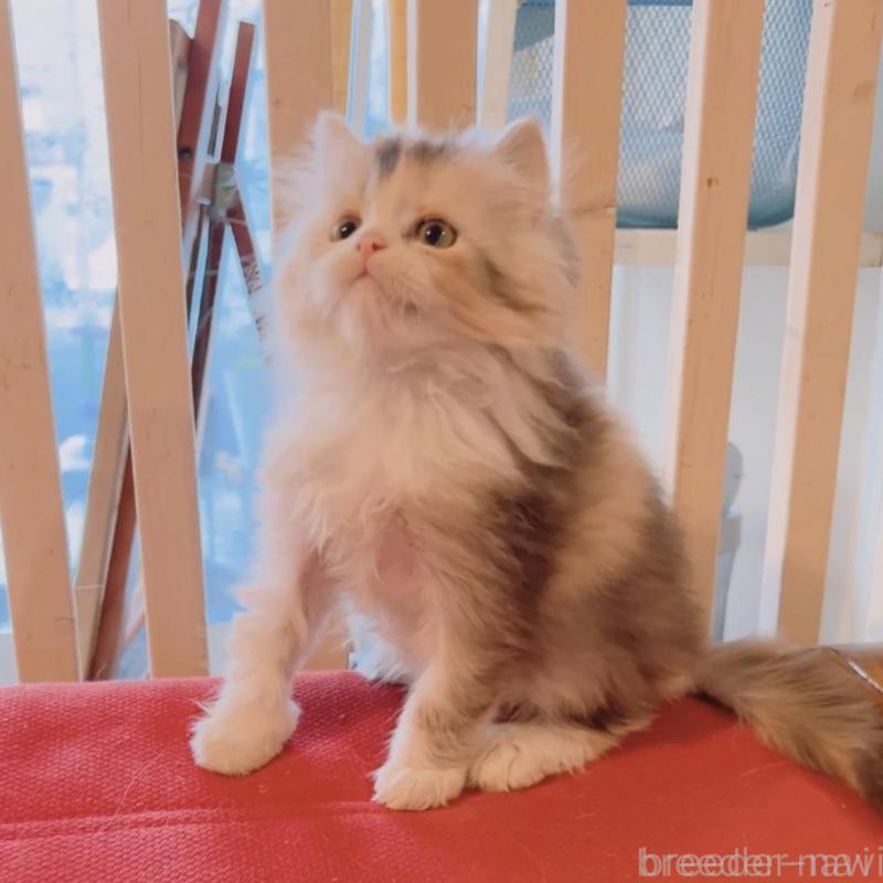 販売中の兵庫県のミヌエット-135211の4枚目