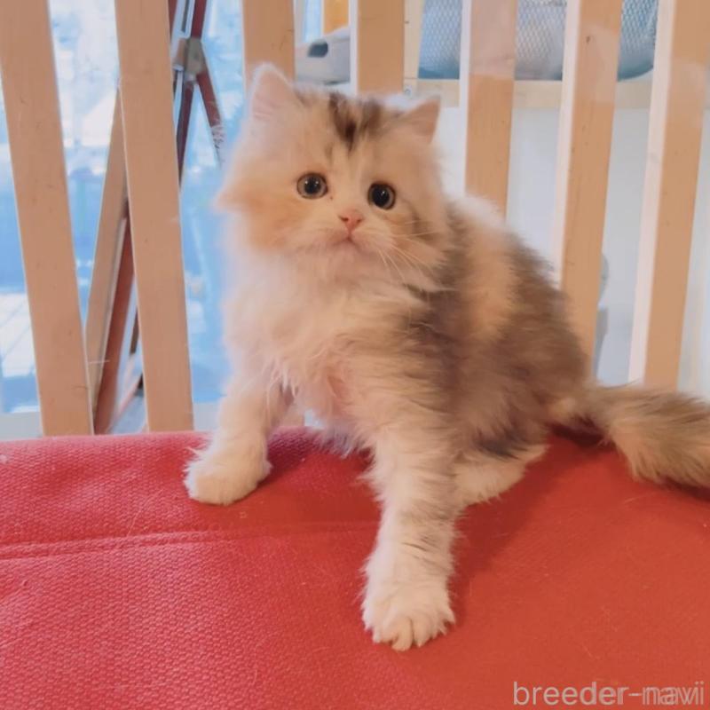 販売中の兵庫県のミヌエット-135211の3枚目