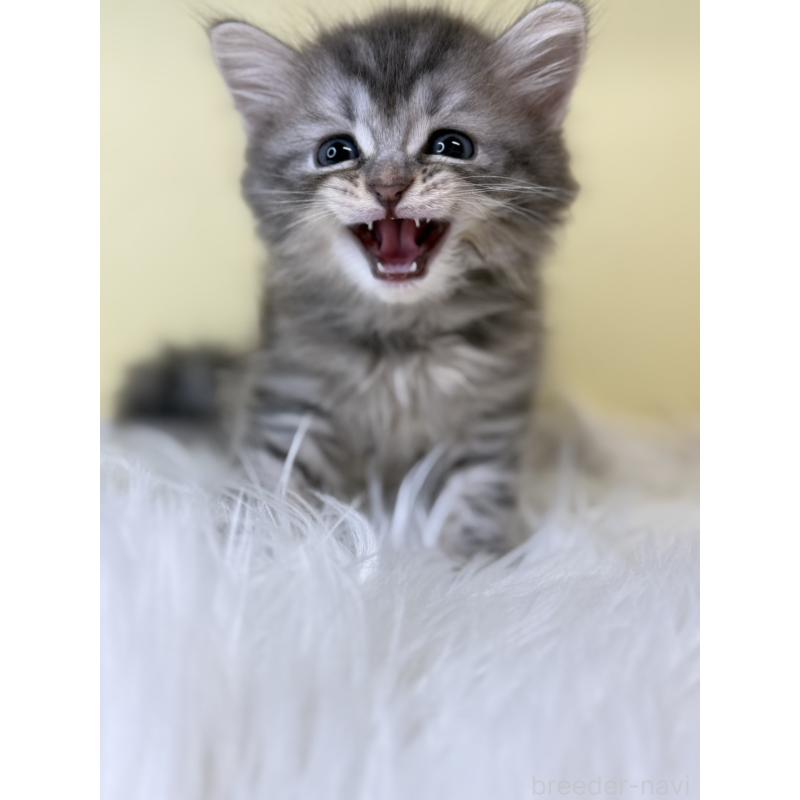 販売中の埼玉県のマンチカン-135062の4枚目