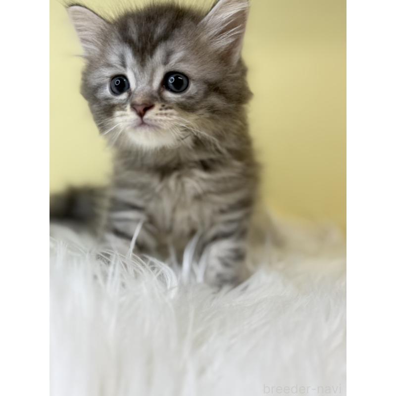 販売中の埼玉県のマンチカン-135062の3枚目