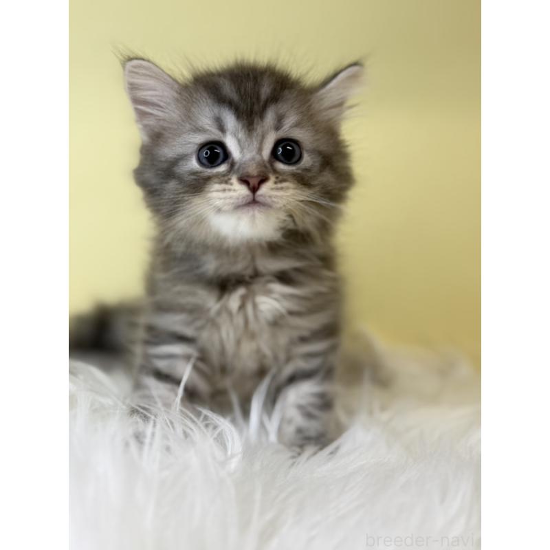 販売中の埼玉県のマンチカン-135062の2枚目