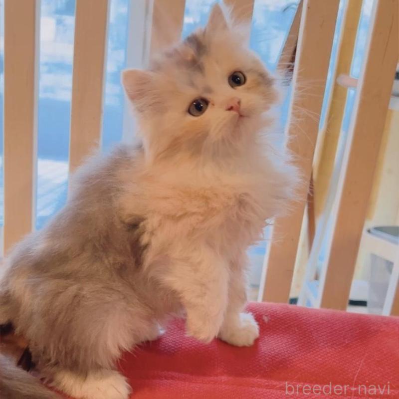 販売中の兵庫県のミヌエット-135211の2枚目