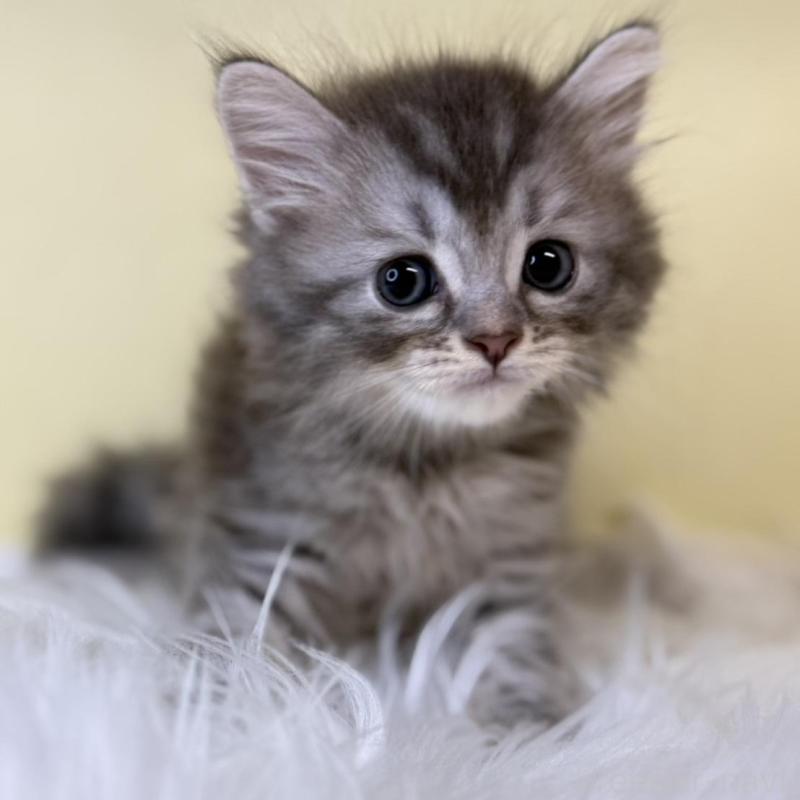 販売中の埼玉県のマンチカン-135062の1枚目