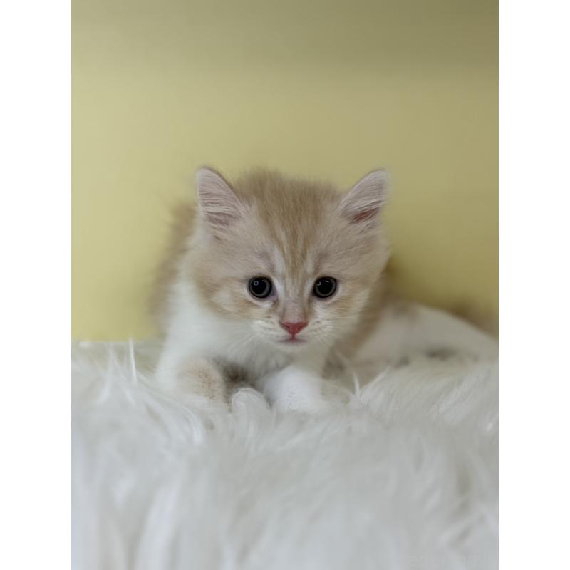 販売中の埼玉県のマンチカン-135063の4枚目