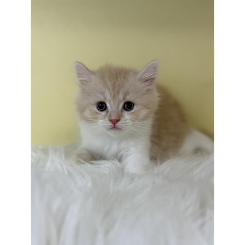 販売中の埼玉県のマンチカン-135063の3枚目