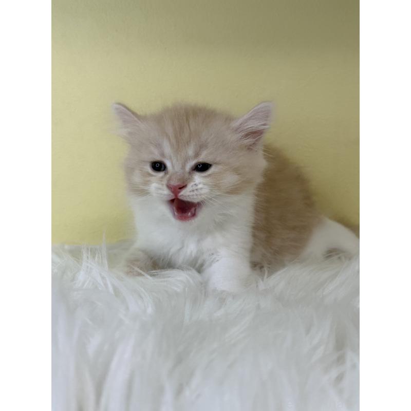 販売中の埼玉県のマンチカン-135063の2枚目