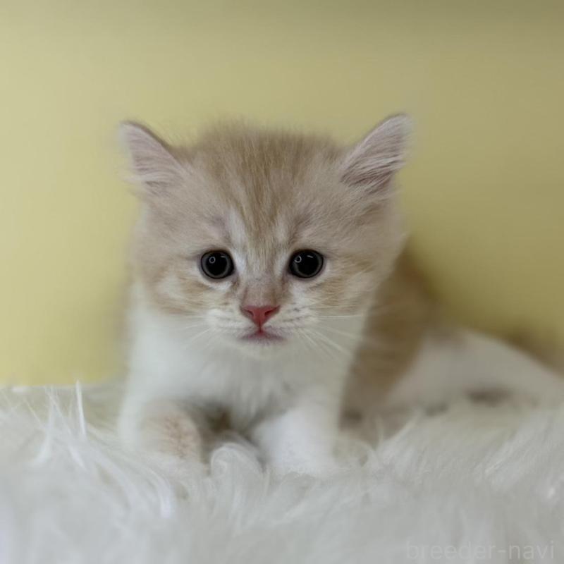 販売中の埼玉県のマンチカン-135063の1枚目