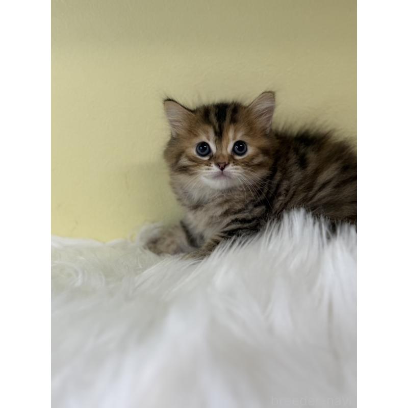 販売中の埼玉県のマンチカン-135064の3枚目