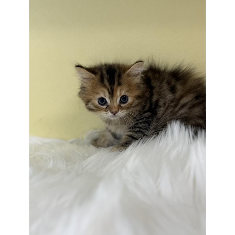 販売中の埼玉県のマンチカン-135064の2枚目