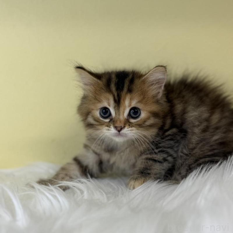 販売中の埼玉県のマンチカン-135064の1枚目