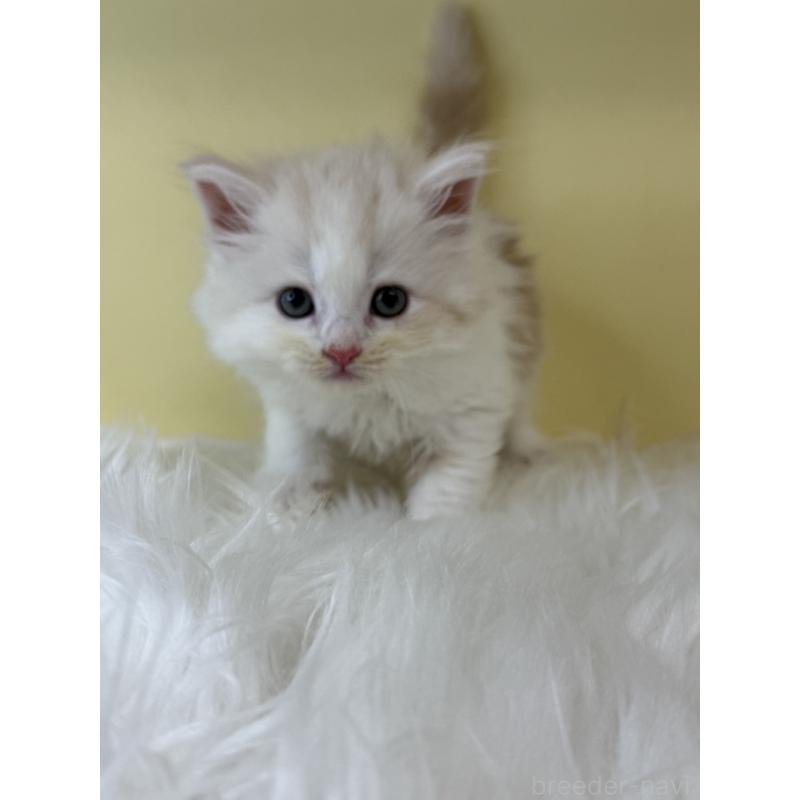 販売中の埼玉県のサイベリアン-135065の3枚目