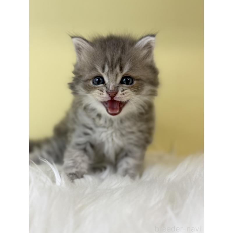 販売中の埼玉県のサイベリアン-135066の4枚目