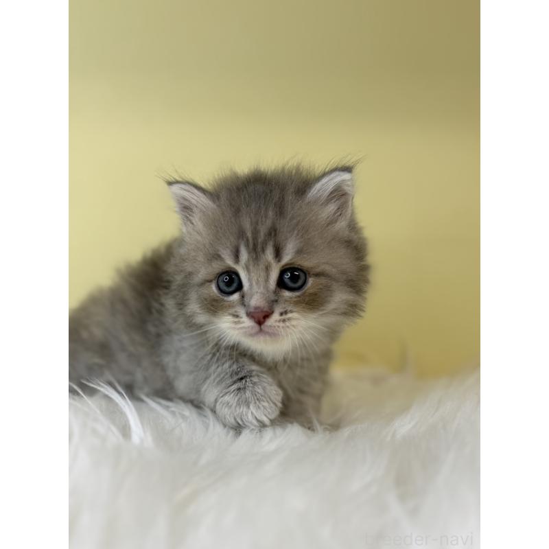 販売中の埼玉県のサイベリアン-135066の3枚目