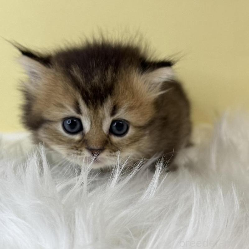 販売中の埼玉県のマンチカン(短足)-135073の4枚目