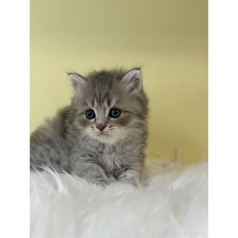 販売中の埼玉県のサイベリアン-135066の2枚目