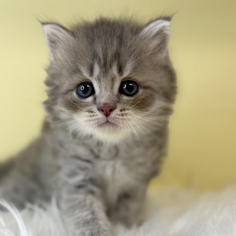 販売中の埼玉県のサイベリアン-135066の1枚目