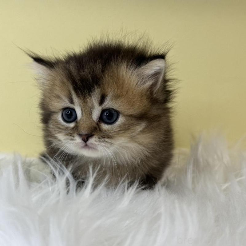 販売中の埼玉県のマンチカン(短足)-135073の3枚目